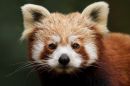 redpanda_1149.jpg