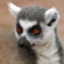 /gallery/data/513/thumbs/ring_tailed_lemur_1.jpg