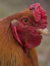 rooster.jpg