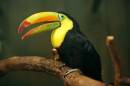 rrrrtoucan_2_.jpg