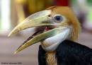 s_hornbill_-_rhyticeros_plicatus_baby_2.jpg