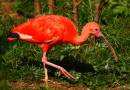 scarlet_ibis.jpg