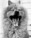 scruffy-yawn.jpg