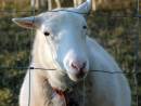 sheep-1.jpg
