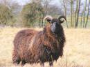 sheep-fdr800.jpg
