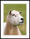 sheep-port-3.jpg