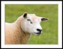 sheep-portrait.jpg