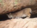 shy_bobcat.JPG