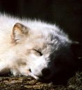 sleeping_arctic_fox.jpg