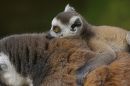 small_lemur_baby_IMGP0944.jpg