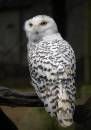 snowy-owl.jpg