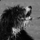 soggy_doggy_copy.jpg
