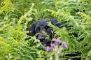 spot_the_dog.jpg