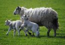 spring_lamb.jpg