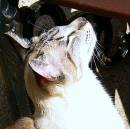sunbathing.JPG