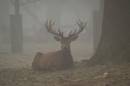 through_the_mist_.jpg