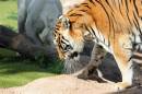 tiger_11_Medium_.jpg