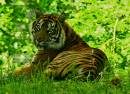 tiger_edited-1.jpg