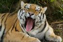 tiger_yawn.jpg
