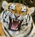 tigergrrrrr.jpg
