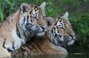 tigers_2836.jpg