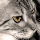 tizzy3.jpg
