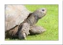 tort.jpg