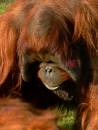 twycross_14_02_2007-027.jpg