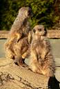 twycross_14_02_2007-159a.jpg