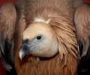 vulture2.jpg
