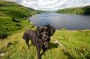 wide_dog_at_haweswater.jpg