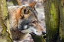 wolf-in-woods.jpg