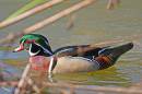 wood-duck.jpg