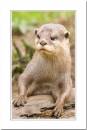 young-otter.jpg