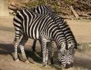 zebra1.jpg