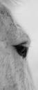 /gallery/data/513/thumbs/ziglet_piglet_2.jpg