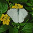 070206GreatSouthernWhite.jpg