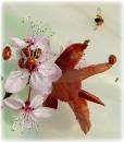 11_Spot_Ladybird.JPG