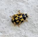 14SPOTLADY060607-002.jpg