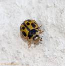 14SPOTLADY060607-005.jpg