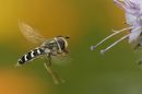 160517syrphid4438.jpg