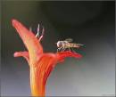 16475hoverfly_on_red_flower.jpg