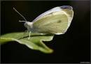 16475resting_butterfly_.jpg