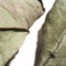2-leaves.jpg