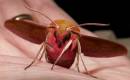 2007-07-15_1_Elephant_Hawk-moth.jpg