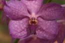 20081214_01785orchid.jpg