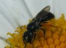 20090103_02199_wasp.jpg