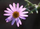 20090727_06106_dulverton_02.jpg