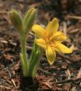 20090918_08943_hypoxis_04.jpg