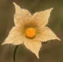 20091128_12002_cucumissp_04.jpg